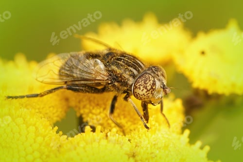 Preview: Closeup of a Small Spotty-eyed Dronefly Eristalinus sepulchralis on a common ragwort flower