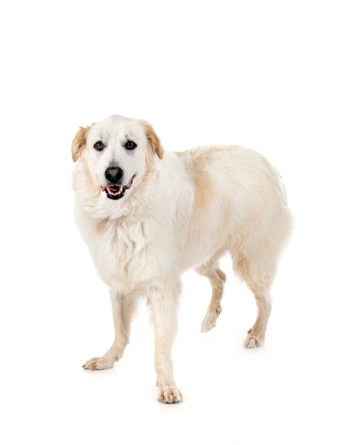 Preview: Pyrenean Mountain Dog