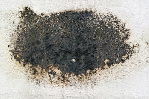 Preview: background grunge danger pattern algae weathered textured structure