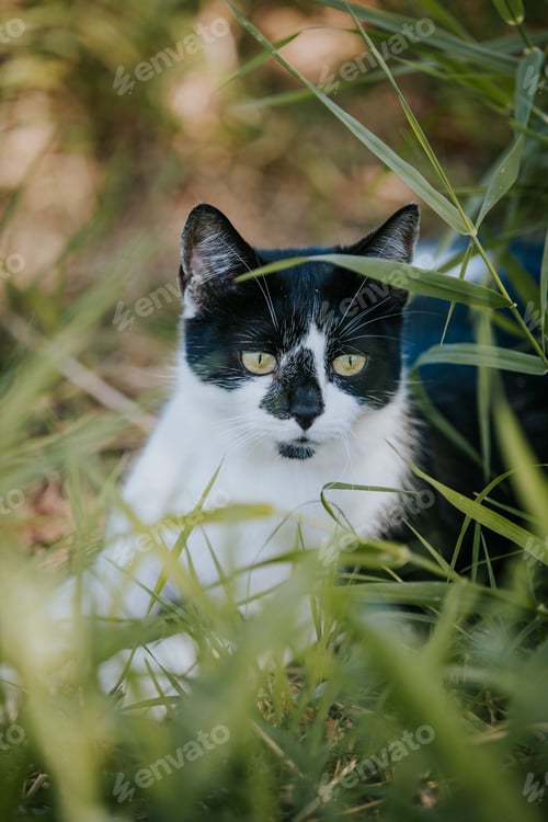 Preview: Cute black and white cat with a red collar lying on the lawn