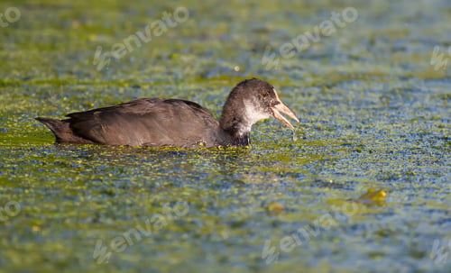 Preview: Eurasian coot, Fulica atra. A bird swims on a pond overgrown with algae