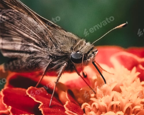 Preview: A tan and brown skipper butterfly using its tongue to drink nectar from a marigold flower. NY, USA