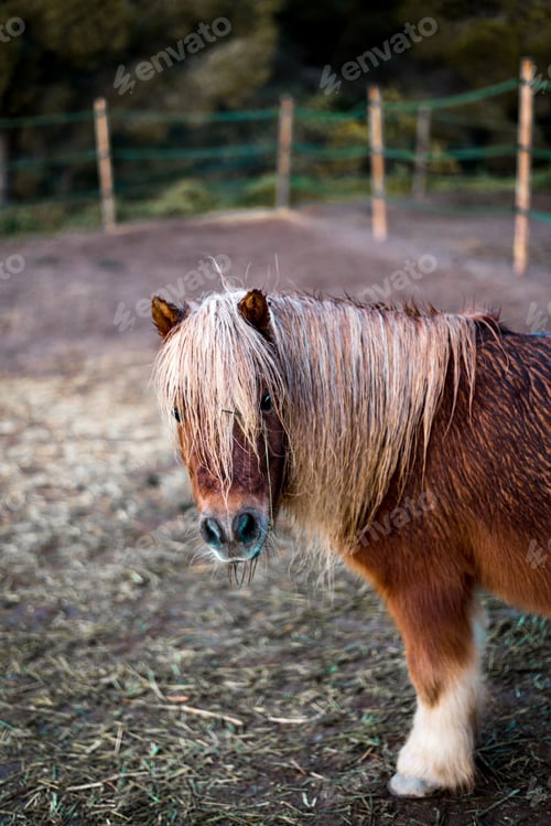 Preview: Selective focus shot of the shetland pony grazing in the field