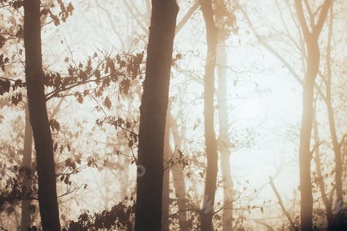 Vista previa: Misty forest with dense fog.
