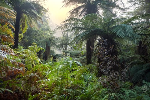 Preview: New Zealand forest