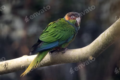 Preview: Pyrrhura cruentata bird with bright feathering