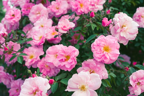 Preview: Beautiful Blooming Rose Bush With Pink Flowers In Garden Or Park, Outdoor