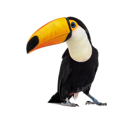 Preview: Toucan toco, Ramphastos toco, isolated on white