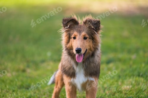 Preview: Adorable portrait of young puppy shetland collie dog pet standing and posing