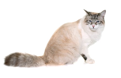 Preview: hungry ragdoll cat