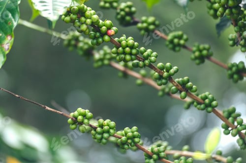 Preview: Green coffee bean berry plant with sunlight. Fresh raw seed coffee tree growth in eco organic farm