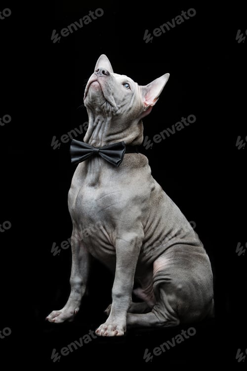 Preview: Thai ridgeback puppy