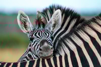Preview: A zebra foal, Equus quagga, rests its head on the back of another zebra