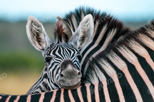 Preview: A zebra foal, Equus quagga, rests its head on the back of another zebra