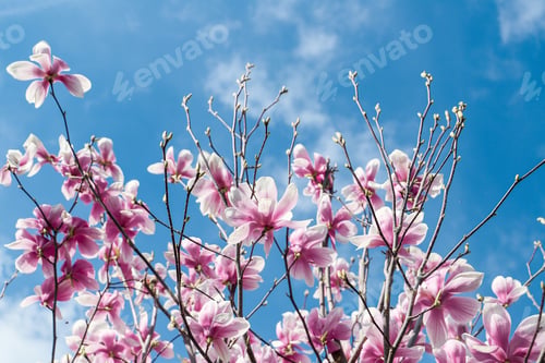 Preview: magnolia flowers with blue sky background - concept of positivity and renewal. spring