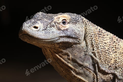 Preview: Varanus komodoensis on black background
