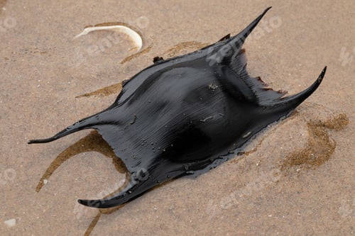 Preview: Egg case of a skate on sand on the beach
