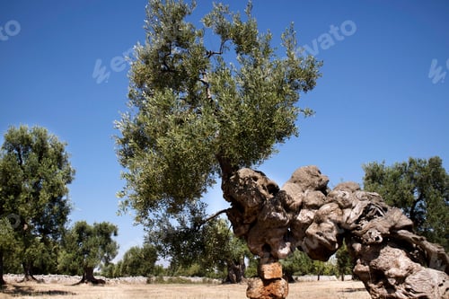 Preview: Secular Olives of Italy