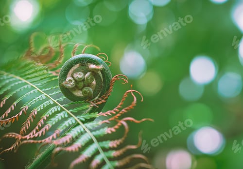 Preview: Close up of young green Circinate vernation of shoots fern growing on blurred natural background