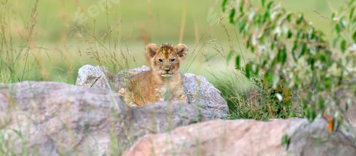 Preview: Lion cub