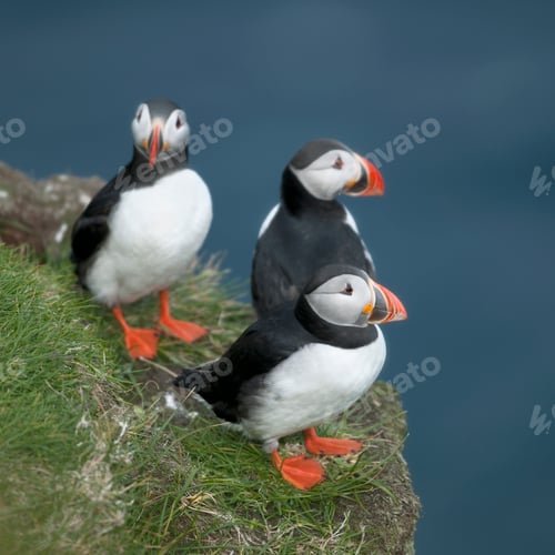Preview: Atlantic Puffin or Common Puffin, Fratercula arctica, on Mykines, Faroe Islands