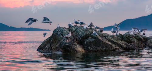 Preview: Birds on a rocky island in Howe Sound. Cloudy Sunset. West Coast Pacific Ocean