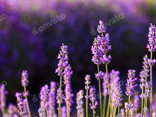 Preview: Lavender