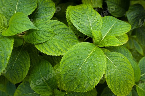 Preview: Hydrangea wallpaper after the rain right side