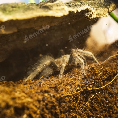 Preview: Mexican Red Knee Tarantula Juvenile Size Spider