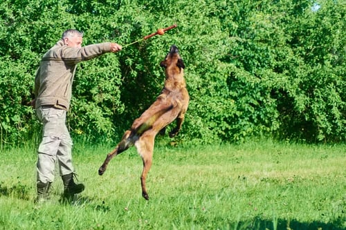 Preview: The dog is jumping for the toy.