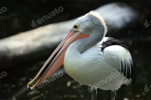 Preview: Close-Up Portrait of Pelican with Long Beak in Natural Habitat