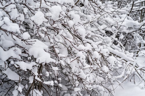 Preview: Winter background with snowy trees close up