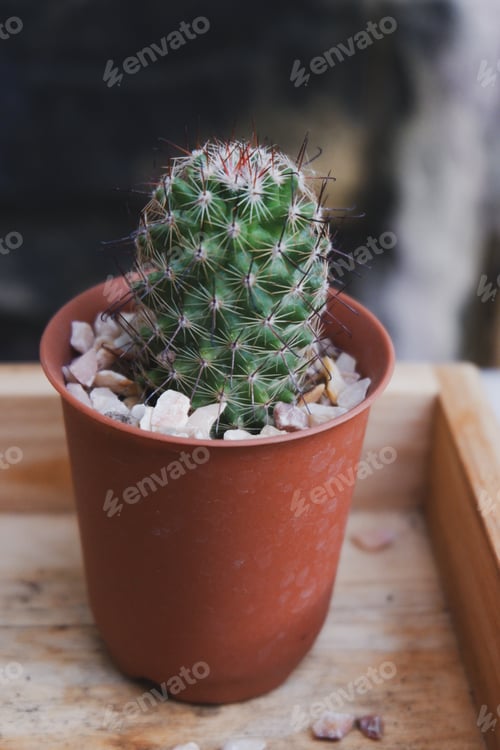 Preview: Little cactus on small pot