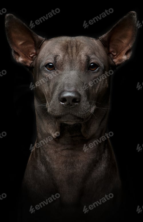 Preview: beautiful young thai ridgeback dog on black background