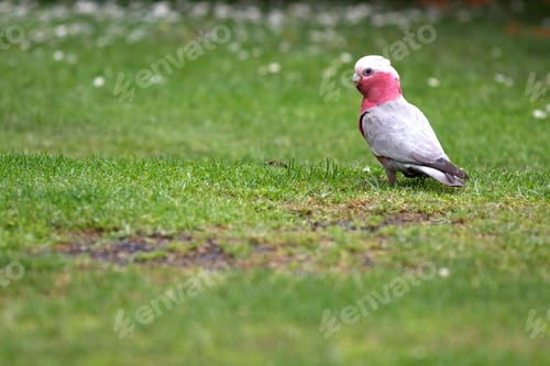 Preview: bird, cockatoo galah, parrot, pet