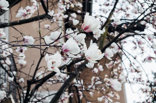 Preview: Beautiful pink fresh magnolia flowers in full bloom.