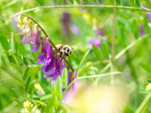 Preview: Bee landed on the grass