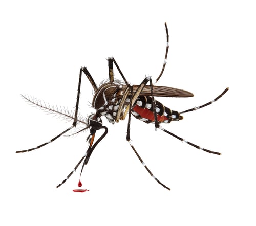 Preview: Bloodsucker mosquito isolated on white background with clipping path
