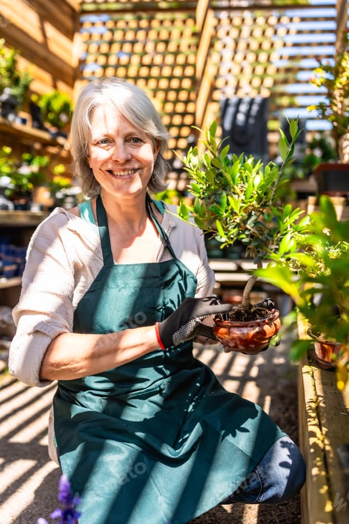 Preview: Senior gardener woman holding bonsai in plant nursery greenhouse