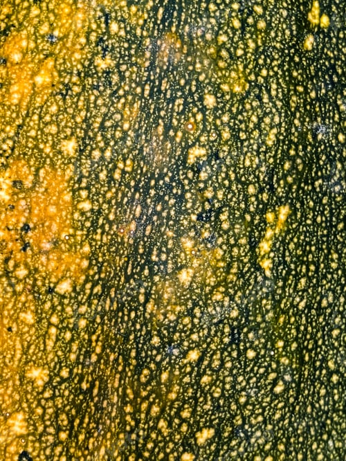 Preview: Green yellow zucchini texture close up