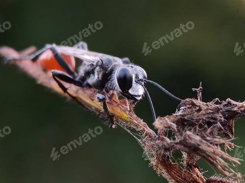 Preview: Red tail bee