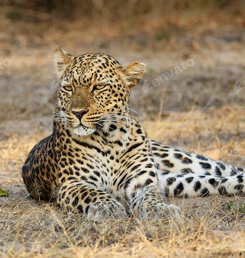 Preview: A Best wildlife sanctuary in the world