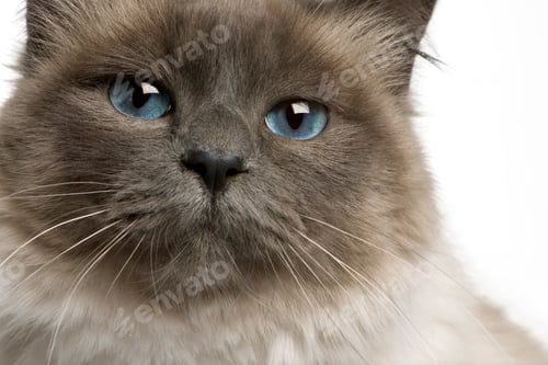 Preview: Close-up of Birman cat, 17 months old, in front of white background