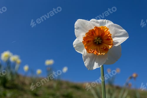 Preview: Daffodils