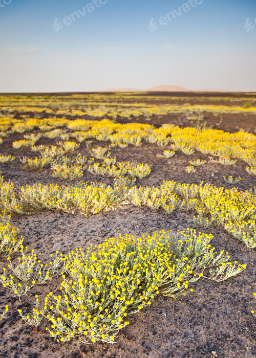 Preview: Blooming desert
