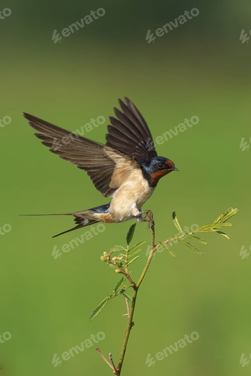 Preview: Swallow in Flight on Branch