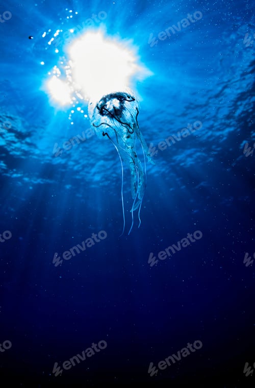 Preview: Jellyfish (Cubozoa) swimming in tropical underwaters bottom view. Medusa in underwater wild world