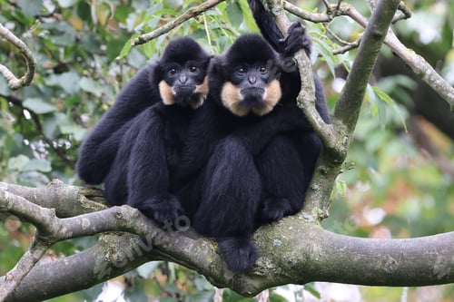 Preview: Gibbon (Nomascus gabriellae) monkeys sitting on tree