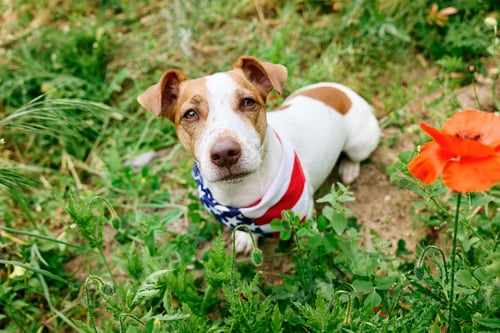 Preview: Jack Russell Terrier dog wearing American flag bandana poses in vibrant flower field