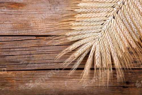 Preview: Ears of wheat